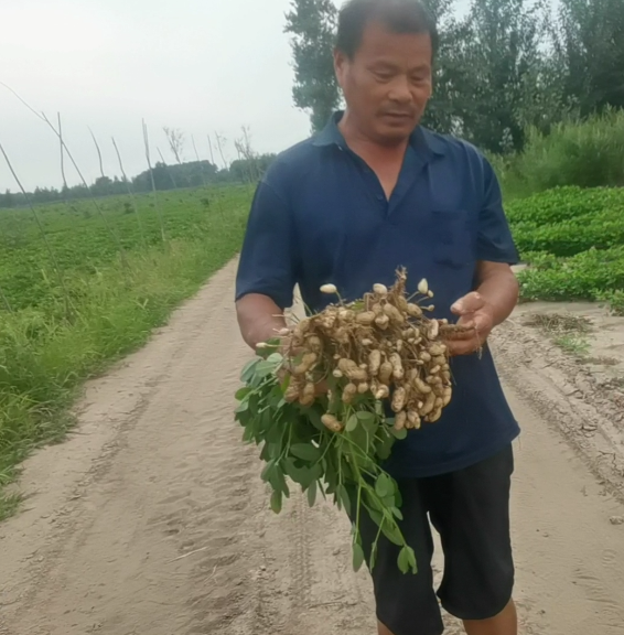 用了旱科威    花生產量就是高